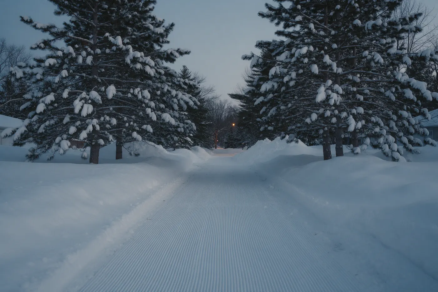 A cleared lane between snow-covered pines at dusk
